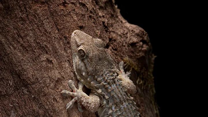 Tous les geckos sont des lézards, mais tous les lézards ne sont pas des geckos.
