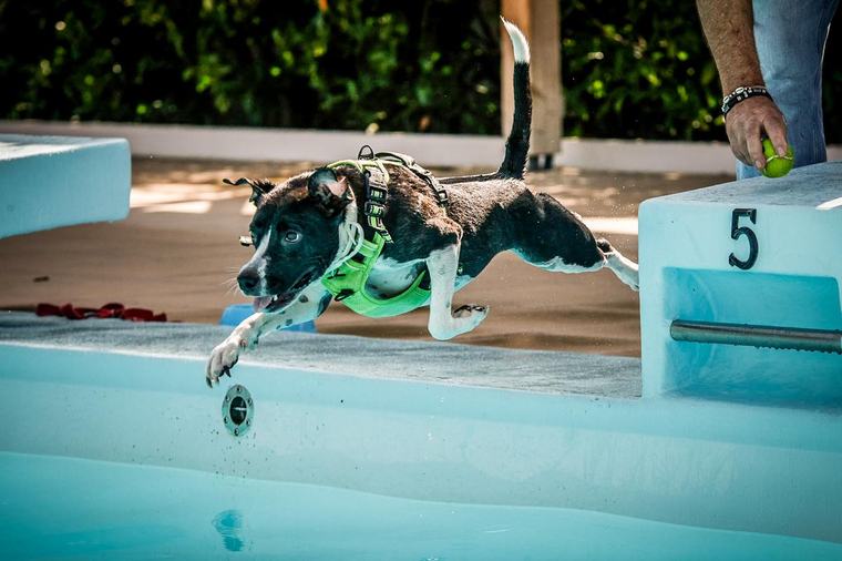 « Il n’y a qu’à voir comme ils sont heureux ». À Billère, les chiens profitent de la piscine municipale lors de la 2e dog pool party