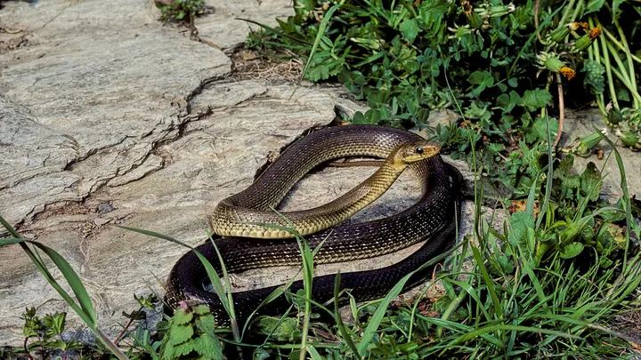 Un serpent dans la maison : quels sont les bons réflexes à adopter ?
