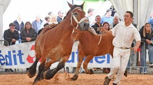 Meuse. Pour sa 45e édition, Foire national de Verdun change de tempo
