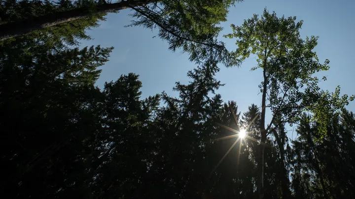 Les arbres peuvent ajuster leur posture pour rester droits