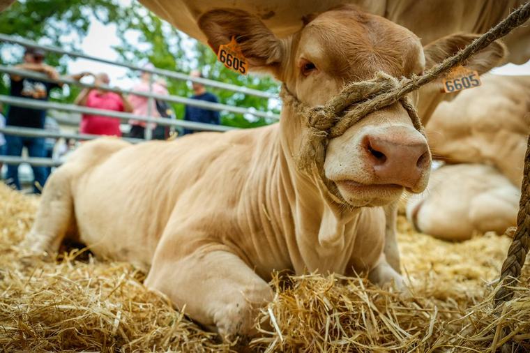 Vaccination pour la dermatose nodulaire : les éleveurs du 64 retoqués par le Conseil d’État