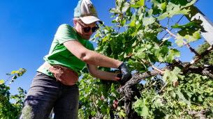 Malemort-du-Comtat. Ventoux : des records de précocité pour les vendanges mais « le raisin est vraiment pas mal du tout ! »