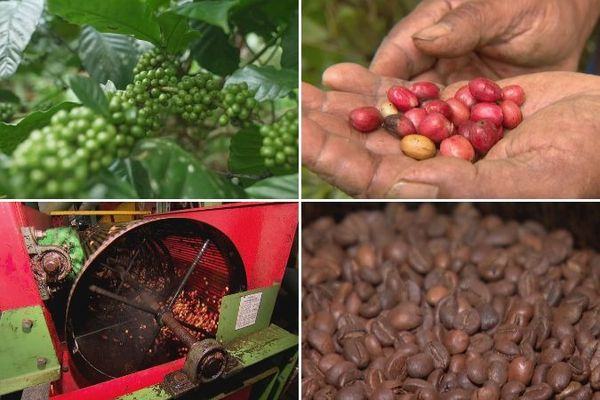 VIDÉO. Du champ à la tasse, le café de la côte Est se refait une place dans les foyers