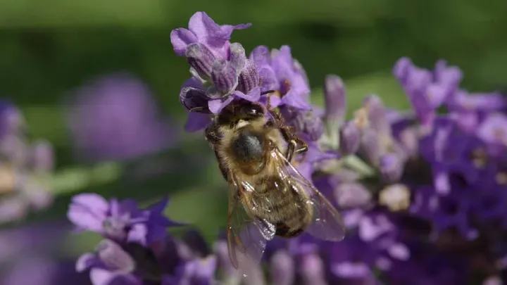 Abeilles sauvages : des réseaux d'interactions à observer en milieu urbain