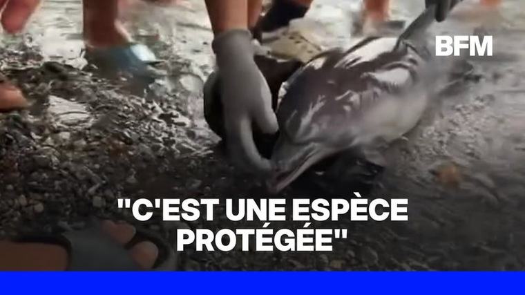 Ceuta: une organisation de protection de la nature dénonce la mort violente d'un bébé dauphin