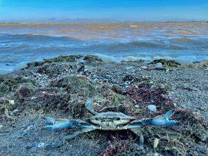 Crabe bleu en Occitanie : les femelles dans le viseur d’un projet qui mobilise 20 pêcheurs pour limiter son impact
