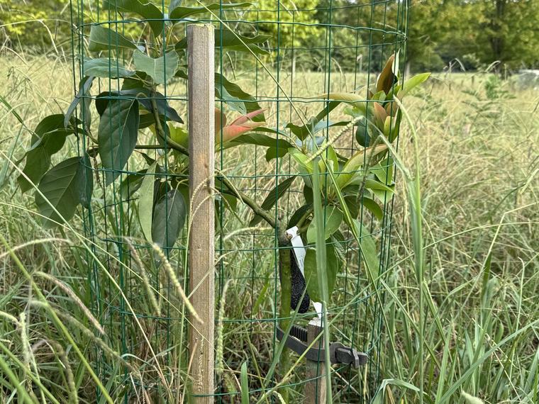 « Essayer de planter pour le futur » : à Bidart, des arbres à manger sont notamment à découvrir au Domaine de Bassilour