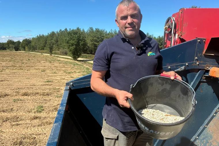 "C'est démoralisant, c'est une année perdue", des champs de mogettes ravagés par la sécheresse, les producteurs vendéens inquiets.