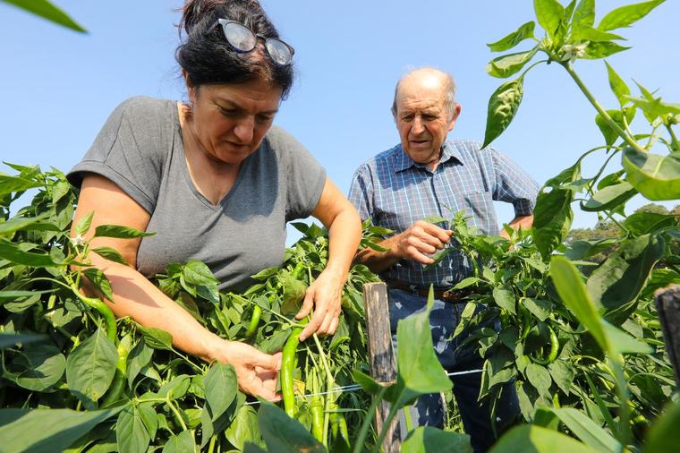Landes : Cathy Degert, agricultrice passionnée par les piments doux et verts, se pique maintenant à cultiver des variétés rouges