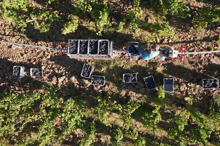 Insolite. Les vendanges en "Côte-Rôtie", l'un des vignobles les plus escarpés de France, se font en partie en monorail