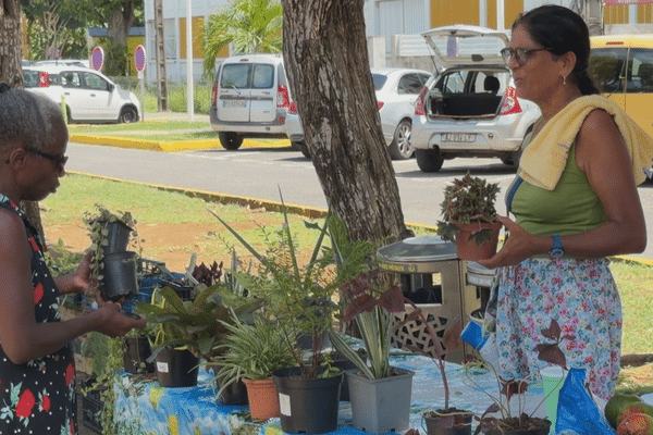 À Sainte-Anne, les amoureux des plantes avaient rendez-vous sur la place Schœlcher