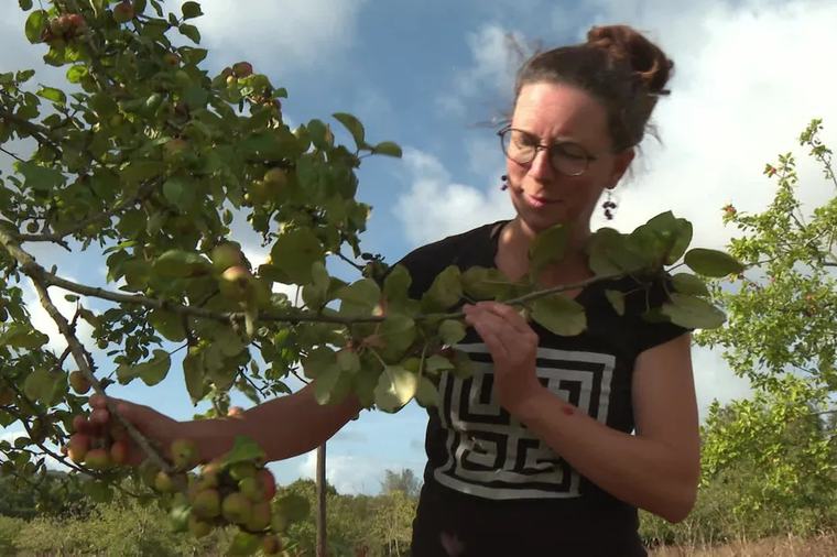 "Va-t-on devoir revoir les méthodes de fabrication du cidre ?" Cette Bretonne s'inquiète de la récurrence des sécheresses