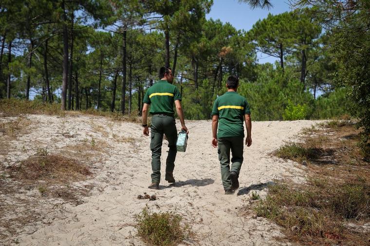 Bassin d’Arcachon : ces communes qui devront laisser l’ONF gérer leurs forêts