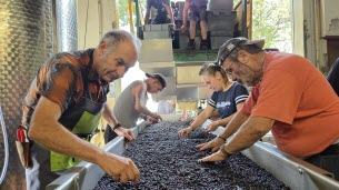 Soultz. Au domaine Roth, un millésime prometteur malgré la sécheresse