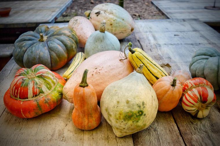 Alerte sanitaire : des graines de courges produites en Lot-et-Garonne rappelées, 81 cas de salmonellose identifiés