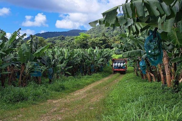 Chlordécone : un appel à projets pour renforcer la sensibilisation et réduire l'exposition aux pesticides