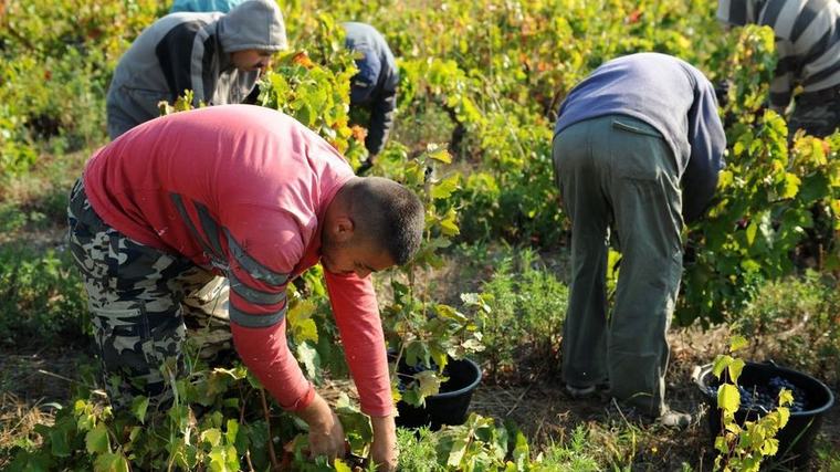 Vendanges et mal de dos : d'où viennent les mots « vendémia » et « s'escagasser » ?