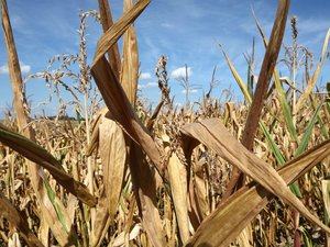 Blé, sucre, maïs, riz, volaille… Les prix alimentaires grimpent, dopés par le climat et les guerres