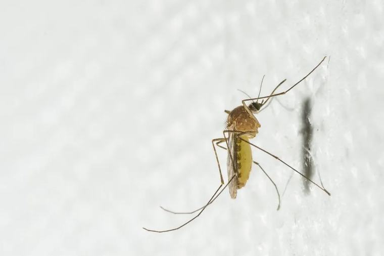 Expansion du virus du Nil occidental : "Il faut se préparer face aux maladies transmises par les moustiques"