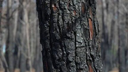 En Gironde, la filière bois déstabilisée par les conséquences des incendies avec quatre millions de mètres cubes de pins à sauver