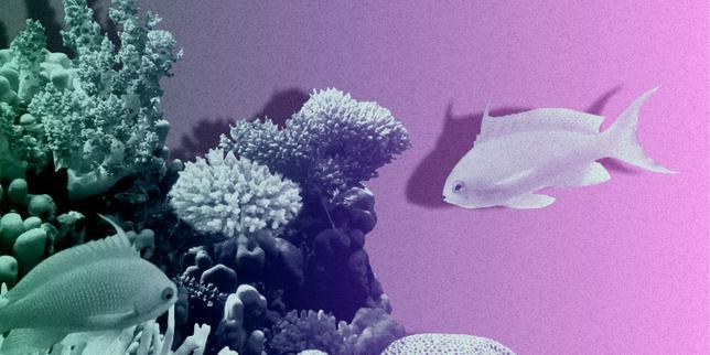 Pollution marine : « Réduire la production de plastique est bien plus efficace que de chercher à nettoyer les océans »