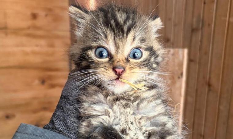 « C’est un animal fantôme, il craint l’homme » : comment Hegalaldia a recueilli un petit chat sauvage endémique des Pyrénées
