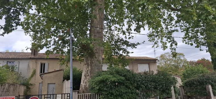Saint-André-de-Cubzac : un platane tricentenaire au cœur d'un litige judiciaire