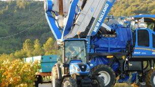Aubenas. Le Petit Vigneron : la vigne a résisté à la canicule