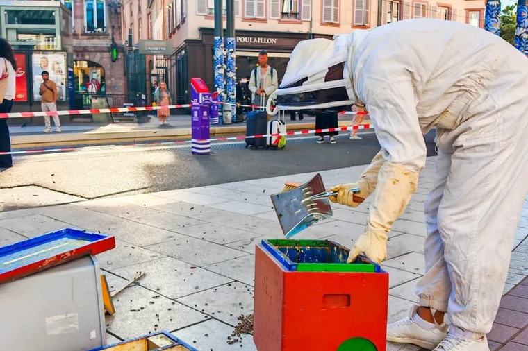 Un essaim d’abeilles sème le trouble en plein centre-ville de Strasbourg : un conducteur de tramway apiculteur amateur intervient