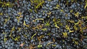 Loire. Au cœur des vendanges sur la côte roannaise : « Nous ferons du bon mais il y aura peu de quantité »