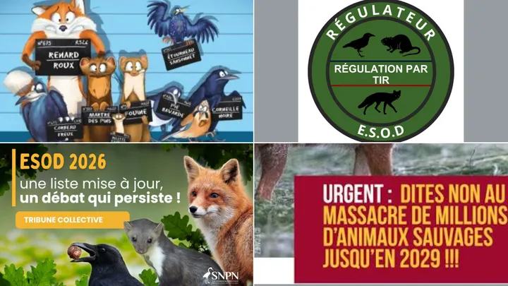 ICI, c'est vous et Christophe Noiseux "Faut-il encore réguler la Faune Sauvage" ?