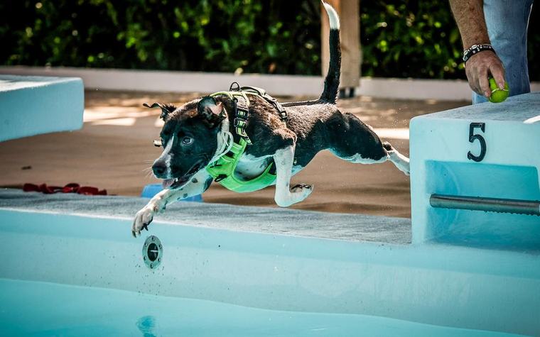 « Il n’y a qu’à voir comme ils sont heureux ». À Billère, les chiens profitent de la piscine municipale lors de la 2e dog pool party