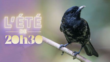 "20h30 le samedi". Les oiseaux du paradis